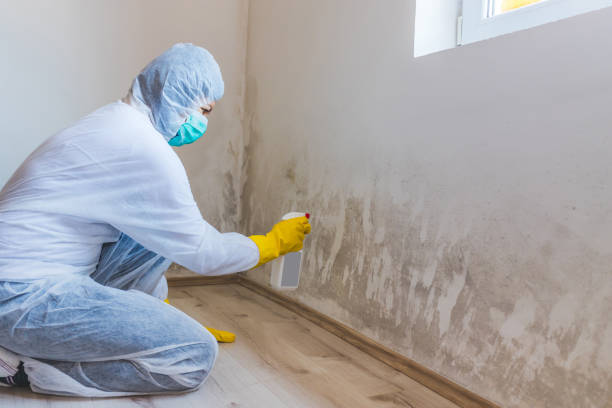 Black mold inspection in Topinabee
