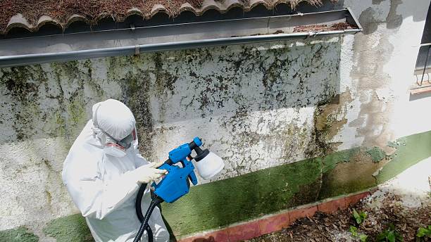 Mold Remediation service in Topinabee, Topinabee, MI